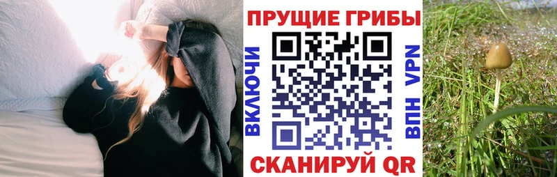 Купить закладки  Арамиль  Псилоцибиновые грибы GOLDEN TEACHER 